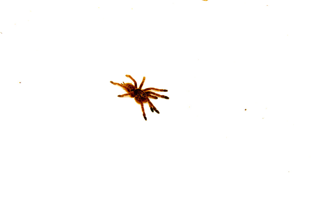 Orange Baboon Tarantula